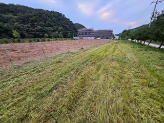(주)연리지윤태금님의 블루베리 · 영농일지 작성글 사진