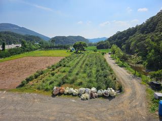 (주)연리지윤태금님의 블루베리 · 영농일지 작성글 사진