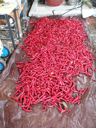 샤이니바다님의 고추 · 영농일지 작성글 사진