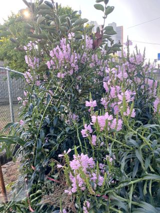 초보텃밭사랑님의 나의 농사 애장품을 자랑해요 · 참여글 작성글 사진