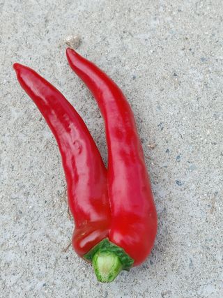 숲속의사나이님의 자유주제 · 자유게시판 작성글 사진