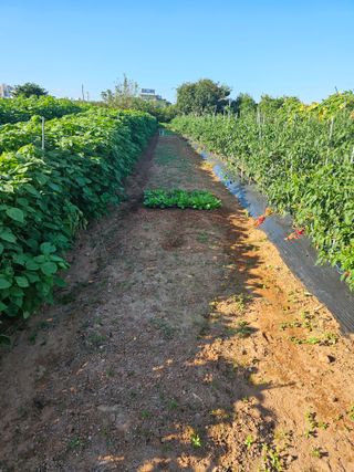 하늘을보고님의 배추 · 영농일지 작성글 사진