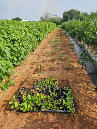 하늘을보고님의 배추 · 영농일지 작성글 사진