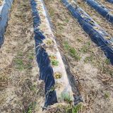 팜모닝 배추·영농일지 게시글 이미지