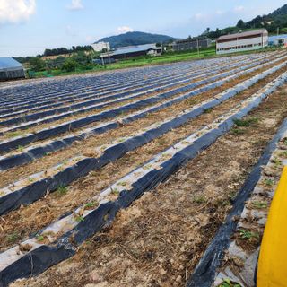 한상범님의 배추 · 영농일지 작성글 사진