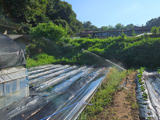 뿡뿡농장님의 들깨 · 영농일지 작성글 사진