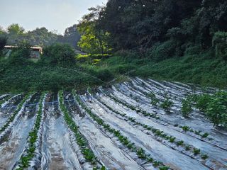 뿡뿡농장님의 들깨 · 영농일지 작성글 사진