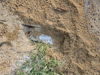 뿡뿡농장님의 들깨 · 영농일지 작성글 사진