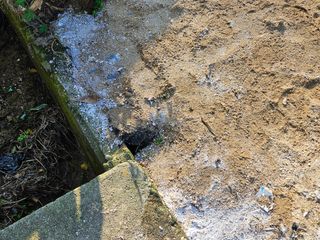 뿡뿡농장님의 들깨 · 영농일지 작성글 사진