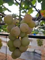 팜모닝 자유주제·자유게시판 게시글 이미지