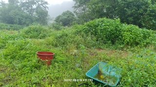 꿈사랑님의 포도 · 영농일지 작성글 사진