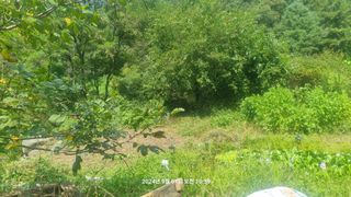 꿈사랑님의 포도 · 영농일지 작성글 사진