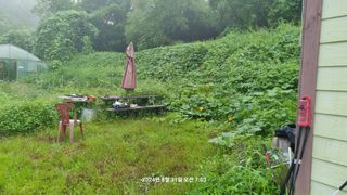 꿈사랑님의 포도 · 영농일지 작성글 사진