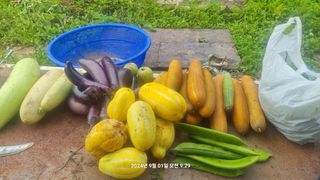 꿈사랑님의 포도 · 영농일지 작성글 사진