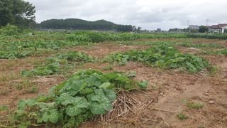 농부아내님의 나의 농사 애장품을 자랑해요 · 참여글 작성글 사진