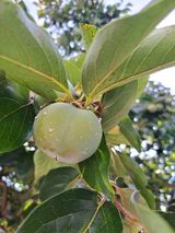 팜모닝 감·병해충상담 게시글 이미지