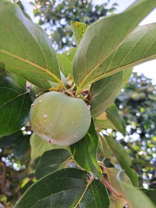 남촌302님의 감 · 병해충상담 작성글 사진