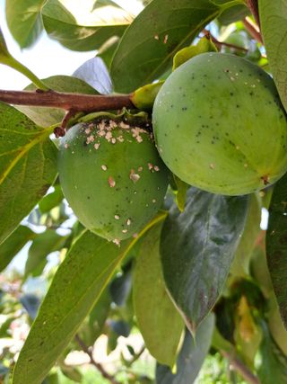 남촌302님의 감 · 병해충상담 작성글 사진