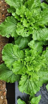 팜모닝 배추·병해충상담 게시글 이미지