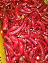 팜모닝 고추·영농일지 게시글 이미지