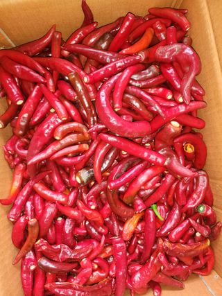 윤정숙님의 고추 · 영농일지 작성글 사진