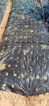 팜모닝 배추·영농일지 게시글 이미지