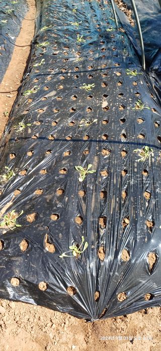 박민자 님의 배추 · 영농일지 작성글 사진