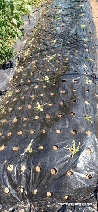 박민자 님의 배추 · 영농일지 작성글 사진