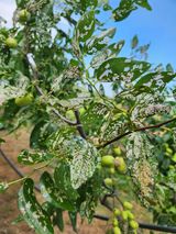 팜모닝 기타작물·병해충상담 게시글 이미지