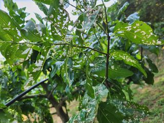 신정식 님의 기타작물 · 병해충상담 작성글 사진