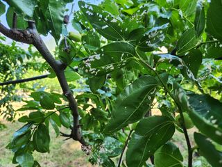 신정식 님의 기타작물 · 병해충상담 작성글 사진