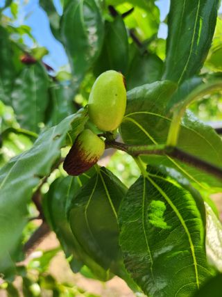 신정식 님의 기타작물 · 병해충상담 작성글 사진