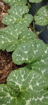 팜모닝 농사, 무엇이든 물어보세요!·참여글 게시글 이미지