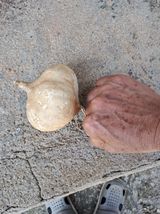 팜모닝 감자·영농일지 게시글 이미지