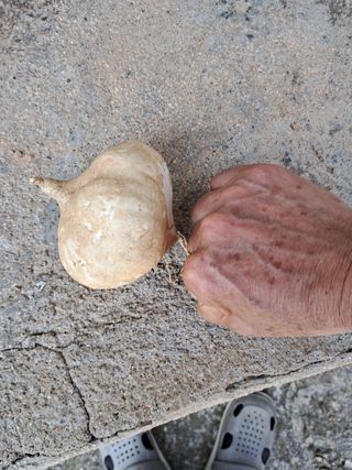 김상호님의 감자 · 영농일지 작성글 사진