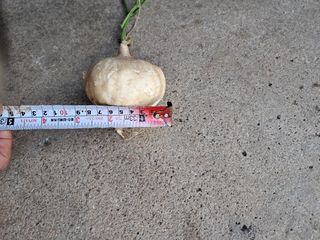 김상호님의 감자 · 영농일지 작성글 사진