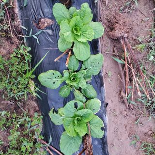 정연섭님의 자유주제 · 자유게시판 작성글 사진