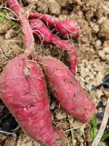 팜모닝 고구마·영농일지 게시글 이미지