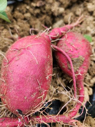 고영희님의 고구마 · 영농일지 작성글 사진