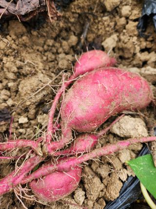 고영희님의 고구마 · 영농일지 작성글 사진