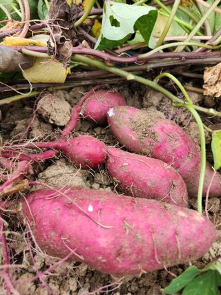 고영희님의 고구마 · 영농일지 작성글 사진