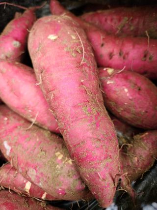 고영희님의 고구마 · 영농일지 작성글 사진