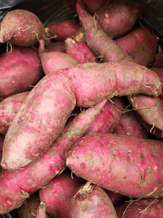 고영희님의 고구마 · 영농일지 작성글 사진