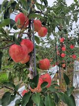 팜모닝 사과·영농일지 게시글 이미지