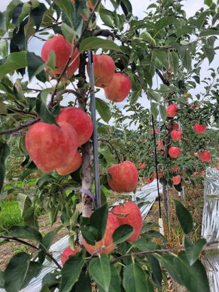 사과청일농원🍎님의 자유주제 · 자유게시판 작성글 사진