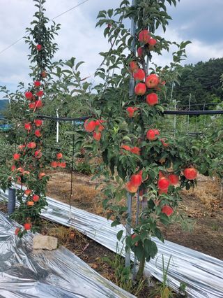 사과청일농원🍎님의 자유주제 · 자유게시판 작성글 사진