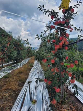 사과청일농원🍎님의 자유주제 · 자유게시판 작성글 사진