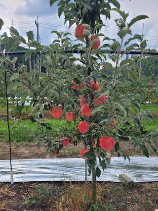 사과청일농원🍎님의 자유주제 · 자유게시판 작성글 사진