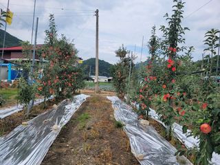사과청일농원🍎님의 자유주제 · 자유게시판 작성글 사진