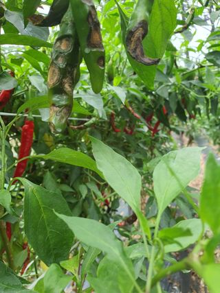 평강의은혜님의 고추 · 병해충상담 작성글 사진